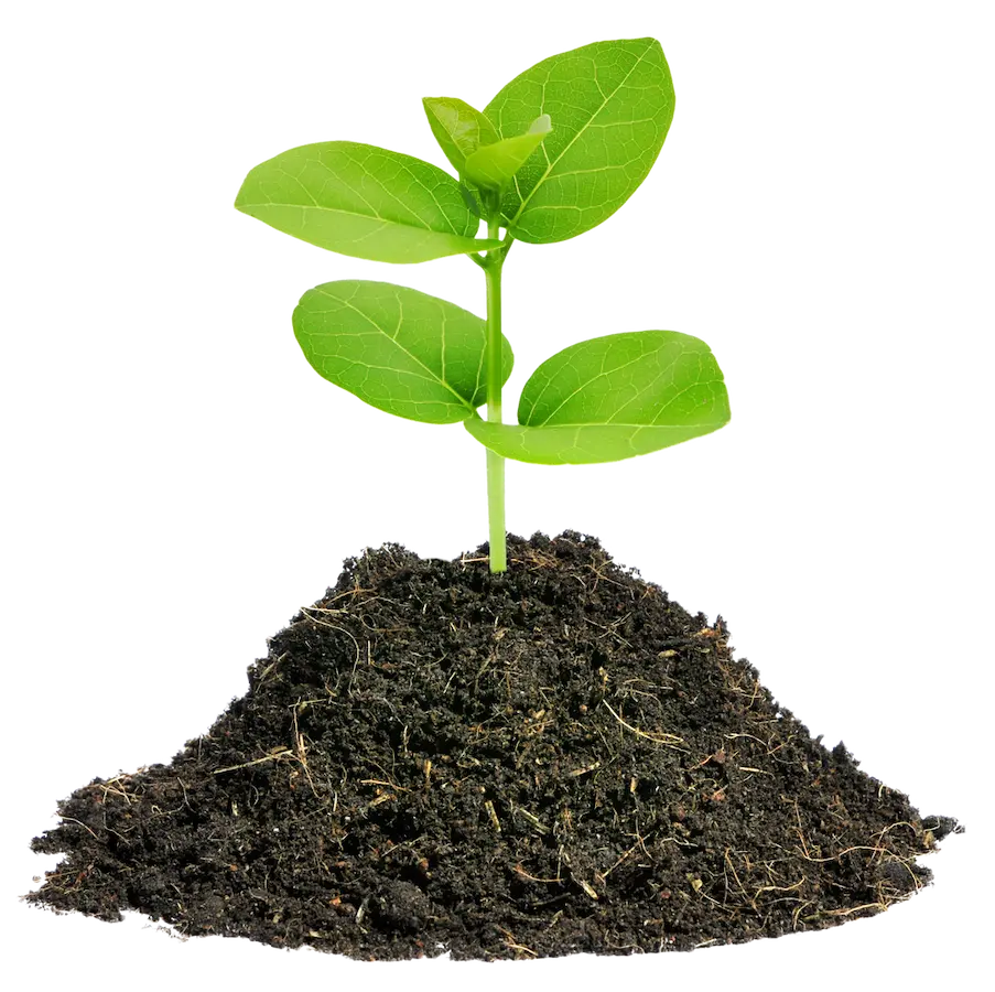 plant